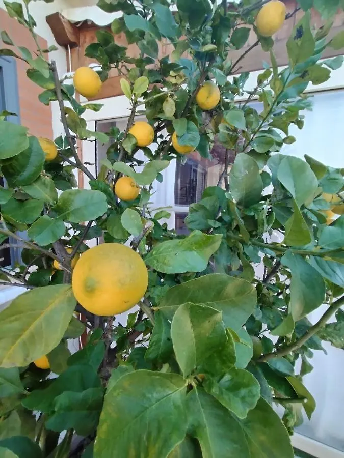 Apartmán A Casa Di Rossana Casal Palocco